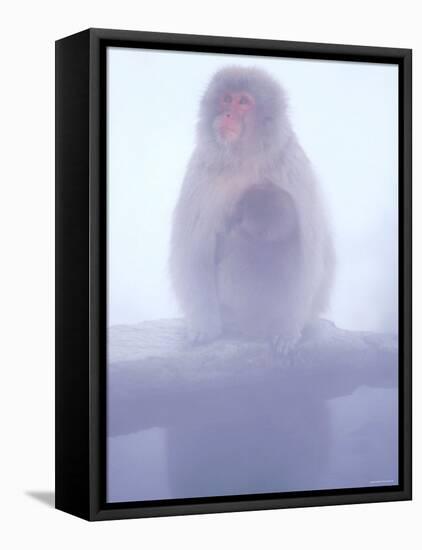 Mother and Baby Monkeys at Jigokudani Hot Spring, Nagano, Japan-null-Framed Premier Image Canvas