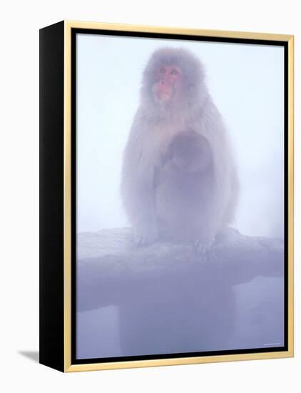 Mother and Baby Monkeys at Jigokudani Hot Spring, Nagano, Japan-null-Framed Premier Image Canvas