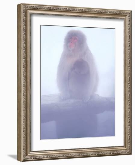 Mother and Baby Monkeys at Jigokudani Hot Spring, Nagano, Japan-null-Framed Photographic Print