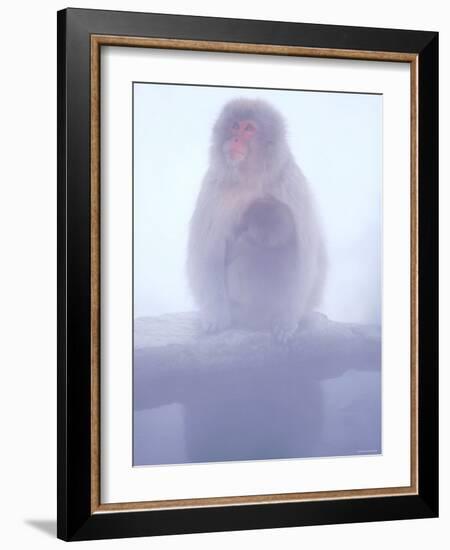 Mother and Baby Monkeys at Jigokudani Hot Spring, Nagano, Japan-null-Framed Photographic Print