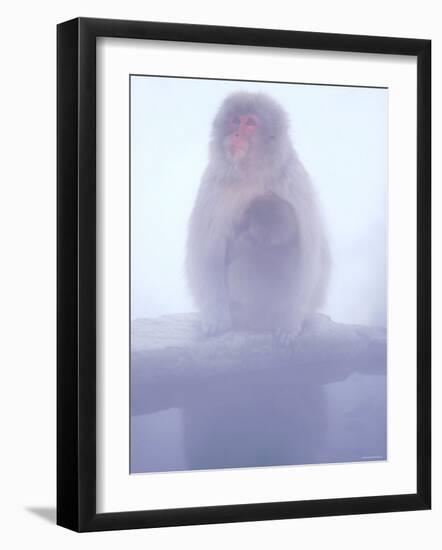 Mother and Baby Monkeys at Jigokudani Hot Spring, Nagano, Japan-null-Framed Photographic Print