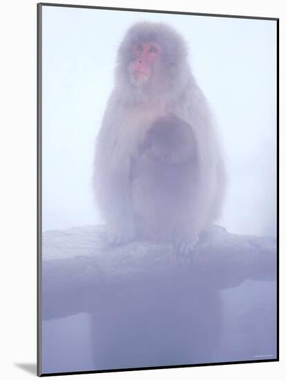 Mother and Baby Monkeys at Jigokudani Hot Spring, Nagano, Japan-null-Mounted Photographic Print