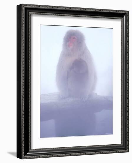 Mother and Baby Monkeys at Jigokudani Hot Spring, Nagano, Japan-null-Framed Photographic Print