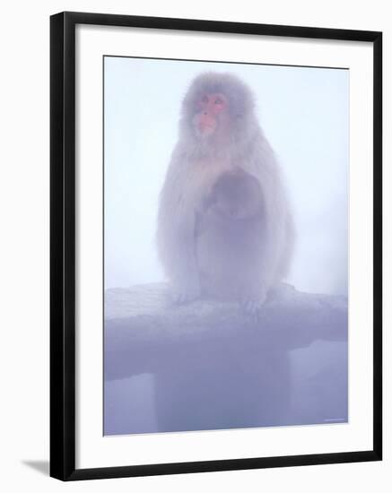 Mother and Baby Monkeys at Jigokudani Hot Spring, Nagano, Japan-null-Framed Photographic Print