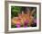 Mother and Baby New Zealand Rabbit Amongst Petunias, USA-Lynn M. Stone-Framed Photographic Print