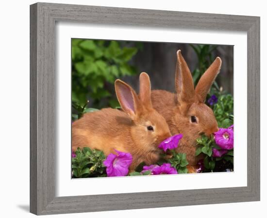 Mother and Baby New Zealand Rabbit Amongst Petunias, USA-Lynn M. Stone-Framed Photographic Print