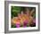 Mother and Baby New Zealand Rabbit Amongst Petunias, USA-Lynn M. Stone-Framed Photographic Print