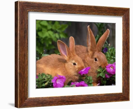 Mother and Baby New Zealand Rabbit Amongst Petunias, USA-Lynn M. Stone-Framed Photographic Print