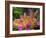 Mother and Baby New Zealand Rabbit Amongst Petunias, USA-Lynn M. Stone-Framed Photographic Print