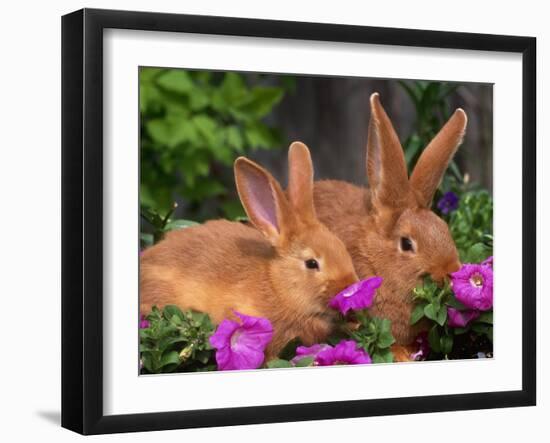 Mother and Baby New Zealand Rabbit Amongst Petunias, USA-Lynn M. Stone-Framed Photographic Print