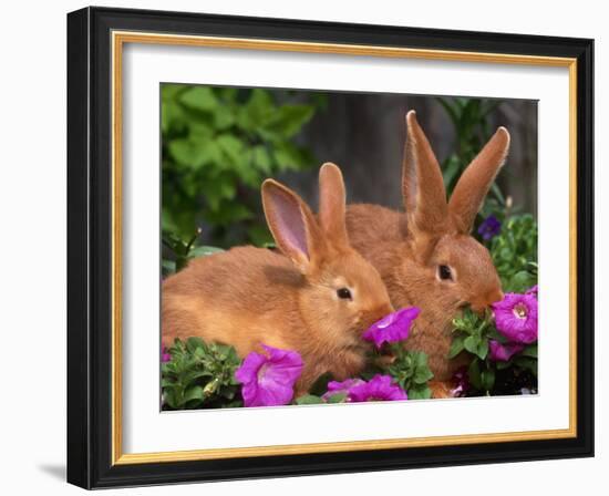 Mother and Baby New Zealand Rabbit Amongst Petunias, USA-Lynn M. Stone-Framed Photographic Print