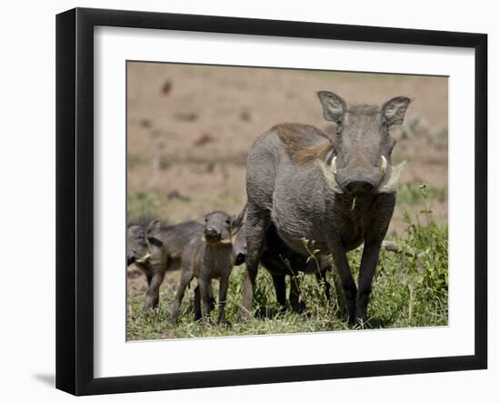 Mother and Baby Warthog, Masai Mara National Reserve-James Hager-Framed Photographic Print