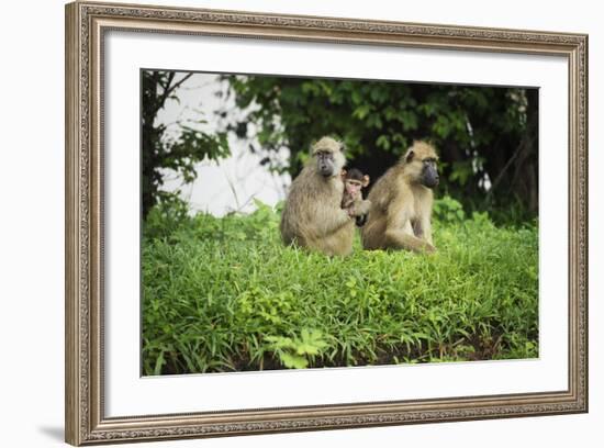 Mother and Baby Yellow Baboon (Papio Cynocephalus), South Luangwa National Park, Zambia, Africa-Janette Hill-Framed Photographic Print