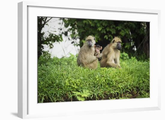 Mother and Baby Yellow Baboon (Papio Cynocephalus), South Luangwa National Park, Zambia, Africa-Janette Hill-Framed Photographic Print