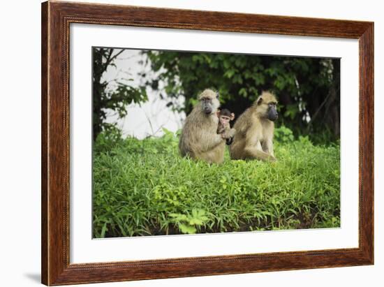 Mother and Baby Yellow Baboon (Papio Cynocephalus), South Luangwa National Park, Zambia, Africa-Janette Hill-Framed Photographic Print