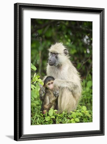 Mother and Baby Yellow Baboon (Papio Cynocephalus), South Luangwa National Park, Zambia, Africa-Janette Hill-Framed Photographic Print