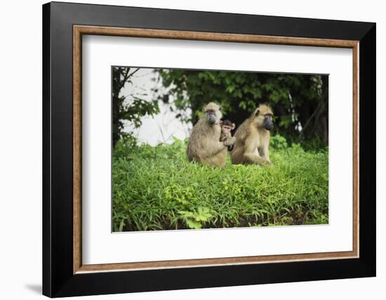 Mother and Baby Yellow Baboon (Papio Cynocephalus), South Luangwa National Park, Zambia, Africa-Janette Hill-Framed Photographic Print