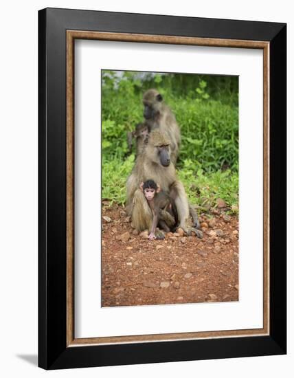 Mother and Baby Yellow Baboon (Papio Cynocephalus), South Luangwa National Park, Zambia, Africa-Janette Hill-Framed Photographic Print