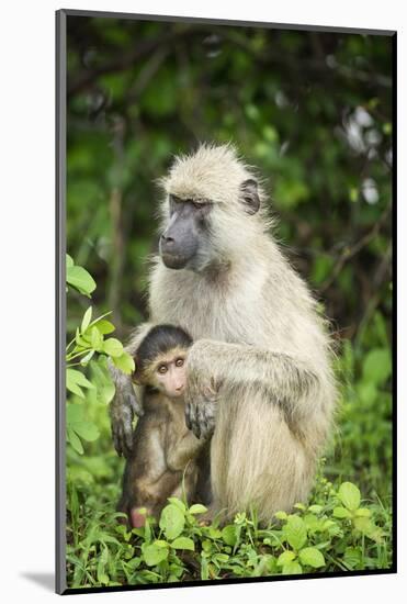 Mother and Baby Yellow Baboon (Papio Cynocephalus), South Luangwa National Park, Zambia, Africa-Janette Hill-Mounted Photographic Print