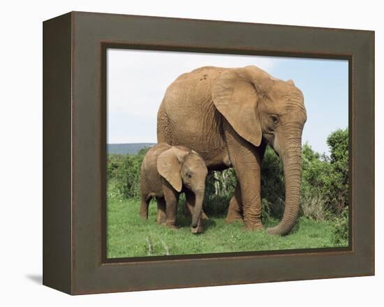 Mother and Calf, African Elephant (Loxodonta Africana) Addo National Park, South Africa, Africa-Ann & Steve Toon-Framed Premier Image Canvas