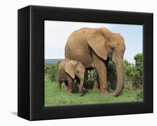 Mother and Calf, African Elephant (Loxodonta Africana) Addo National Park, South Africa, Africa-Ann & Steve Toon-Framed Premier Image Canvas