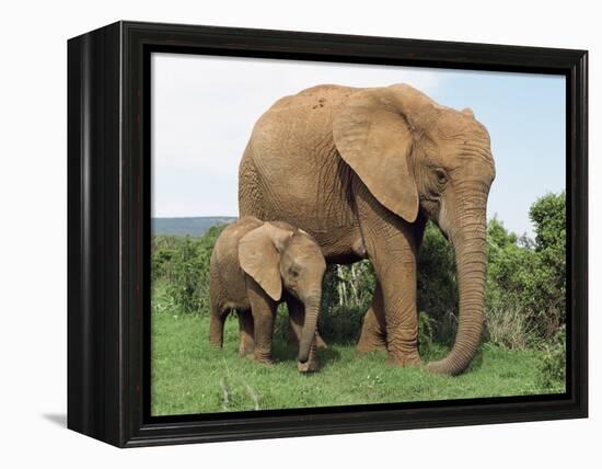 Mother and Calf, African Elephant (Loxodonta Africana) Addo National Park, South Africa, Africa-Ann & Steve Toon-Framed Premier Image Canvas