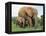 Mother and Calf, African Elephant (Loxodonta Africana) Addo National Park, South Africa, Africa-Ann & Steve Toon-Framed Premier Image Canvas