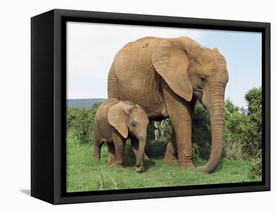Mother and Calf, African Elephant (Loxodonta Africana) Addo National Park, South Africa, Africa-Ann & Steve Toon-Framed Premier Image Canvas