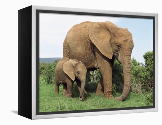 Mother and Calf, African Elephant (Loxodonta Africana) Addo National Park, South Africa, Africa-Ann & Steve Toon-Framed Premier Image Canvas