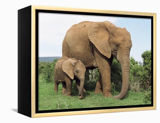 Mother and Calf, African Elephant (Loxodonta Africana) Addo National Park, South Africa, Africa-Ann & Steve Toon-Framed Premier Image Canvas