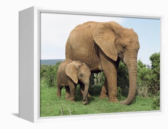 Mother and Calf, African Elephant (Loxodonta Africana) Addo National Park, South Africa, Africa-Ann & Steve Toon-Framed Premier Image Canvas