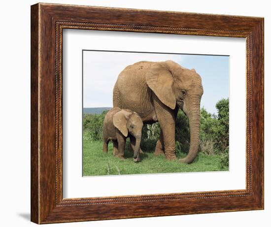 Mother and Calf, African Elephant (Loxodonta Africana) Addo National Park, South Africa, Africa-Ann & Steve Toon-Framed Photographic Print