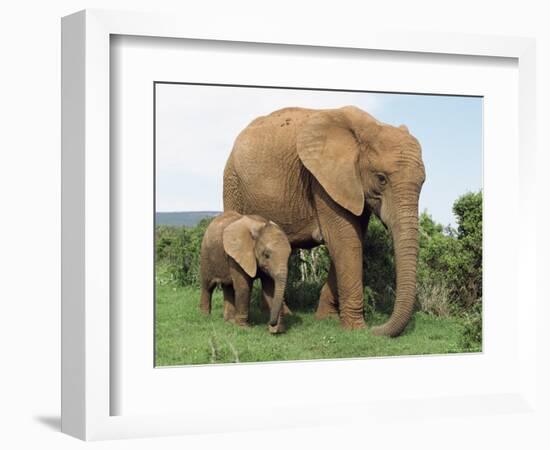 Mother and Calf, African Elephant (Loxodonta Africana) Addo National Park, South Africa, Africa-Ann & Steve Toon-Framed Photographic Print