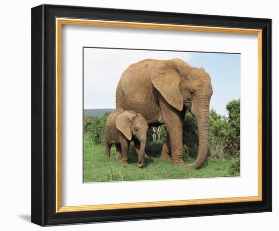 Mother and Calf, African Elephant (Loxodonta Africana) Addo National Park, South Africa, Africa-Ann & Steve Toon-Framed Photographic Print