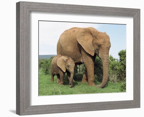 Mother and Calf, African Elephant (Loxodonta Africana) Addo National Park, South Africa, Africa-Ann & Steve Toon-Framed Photographic Print