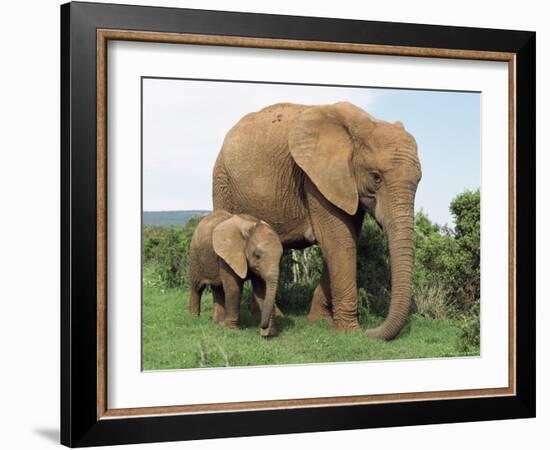 Mother and Calf, African Elephant (Loxodonta Africana) Addo National Park, South Africa, Africa-Ann & Steve Toon-Framed Photographic Print