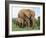 Mother and Calf, African Elephant (Loxodonta Africana) Addo National Park, South Africa, Africa-Ann & Steve Toon-Framed Photographic Print