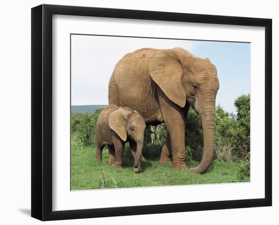 Mother and Calf, African Elephant (Loxodonta Africana) Addo National Park, South Africa, Africa-Ann & Steve Toon-Framed Photographic Print