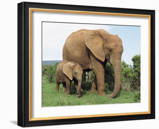 Mother and Calf, African Elephant (Loxodonta Africana) Addo National Park, South Africa, Africa-Ann & Steve Toon-Framed Photographic Print