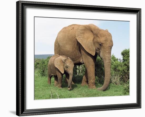 Mother and Calf, African Elephant (Loxodonta Africana) Addo National Park, South Africa, Africa-Ann & Steve Toon-Framed Photographic Print