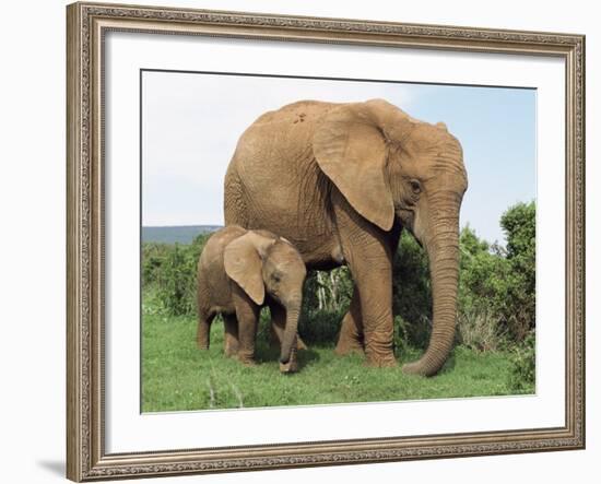 Mother and Calf, African Elephant (Loxodonta Africana) Addo National Park, South Africa, Africa-Ann & Steve Toon-Framed Photographic Print