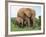 Mother and Calf, African Elephant (Loxodonta Africana) Addo National Park, South Africa, Africa-Ann & Steve Toon-Framed Photographic Print