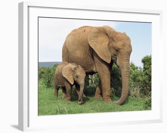 Mother and Calf, African Elephant (Loxodonta Africana) Addo National Park, South Africa, Africa-Ann & Steve Toon-Framed Photographic Print