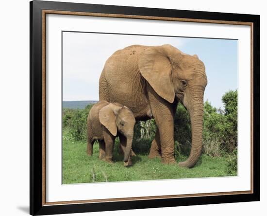 Mother and Calf, African Elephant (Loxodonta Africana) Addo National Park, South Africa, Africa-Ann & Steve Toon-Framed Photographic Print