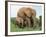 Mother and Calf, African Elephant (Loxodonta Africana) Addo National Park, South Africa, Africa-Ann & Steve Toon-Framed Photographic Print