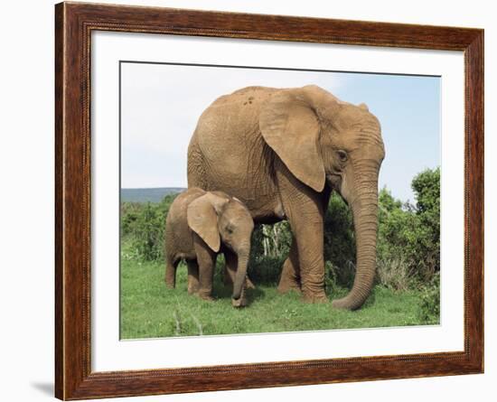 Mother and Calf, African Elephant (Loxodonta Africana) Addo National Park, South Africa, Africa-Ann & Steve Toon-Framed Photographic Print