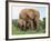 Mother and Calf, African Elephant (Loxodonta Africana) Addo National Park, South Africa, Africa-Ann & Steve Toon-Framed Photographic Print