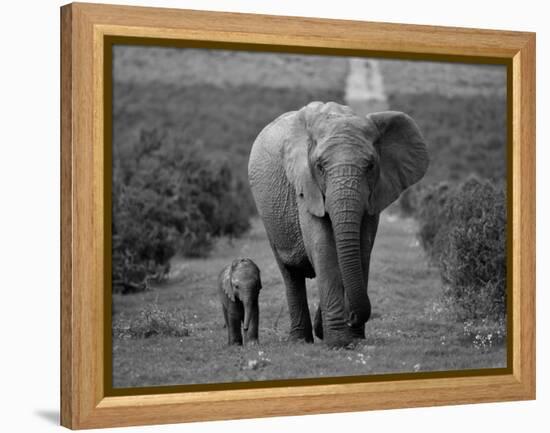 Mother and Calf, African Elephant (Loxodonta Africana), Addo National Park, South Africa, Africa-Ann & Steve Toon-Framed Premier Image Canvas