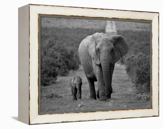 Mother and Calf, African Elephant (Loxodonta Africana), Addo National Park, South Africa, Africa-Ann & Steve Toon-Framed Premier Image Canvas