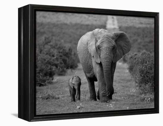 Mother and Calf, African Elephant (Loxodonta Africana), Addo National Park, South Africa, Africa-Ann & Steve Toon-Framed Premier Image Canvas